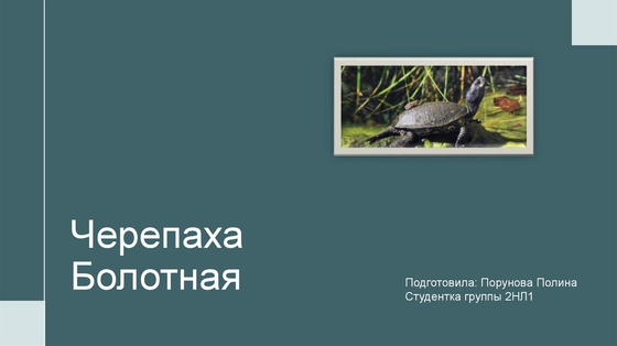 Влажный препарат "Черепаха болотная"