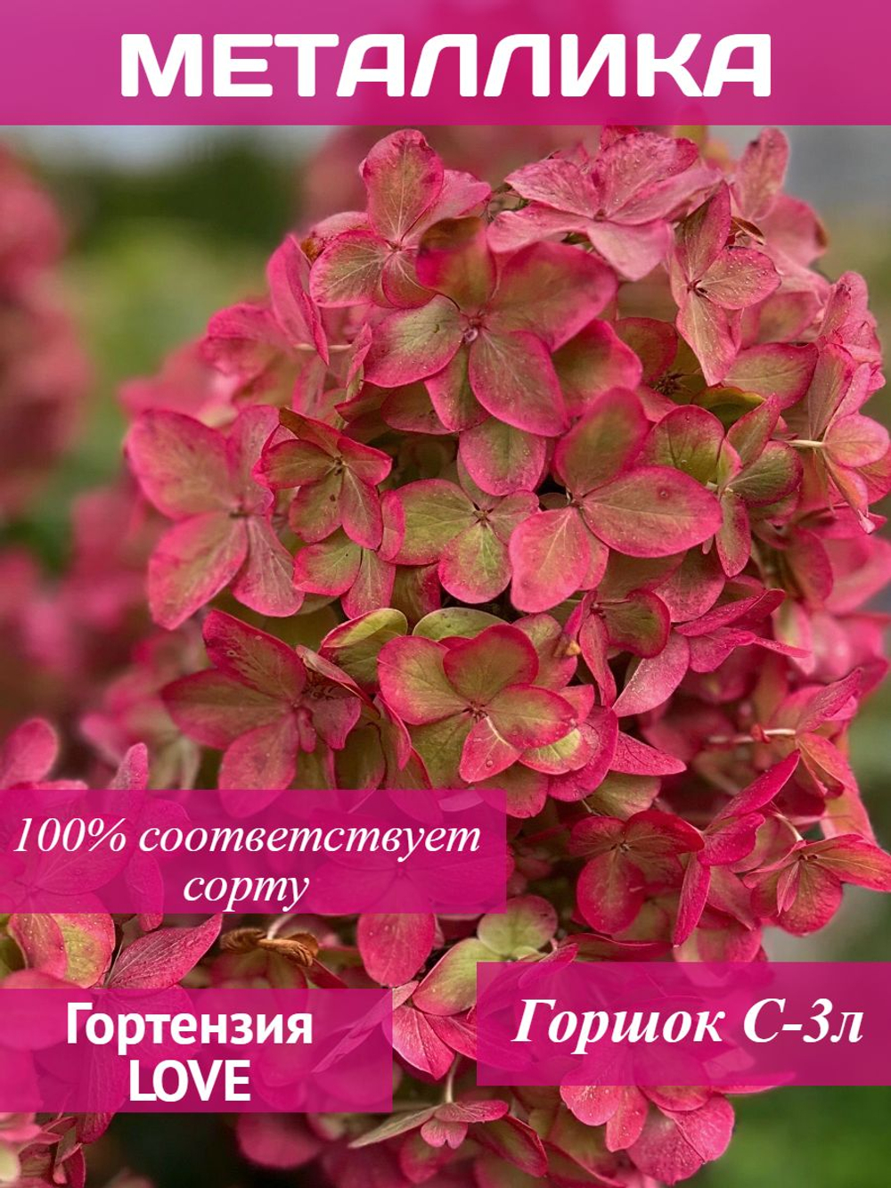 Металлика гортензия метельчатая