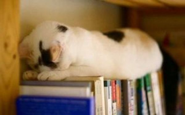 Осень – время книг Осень – время книг