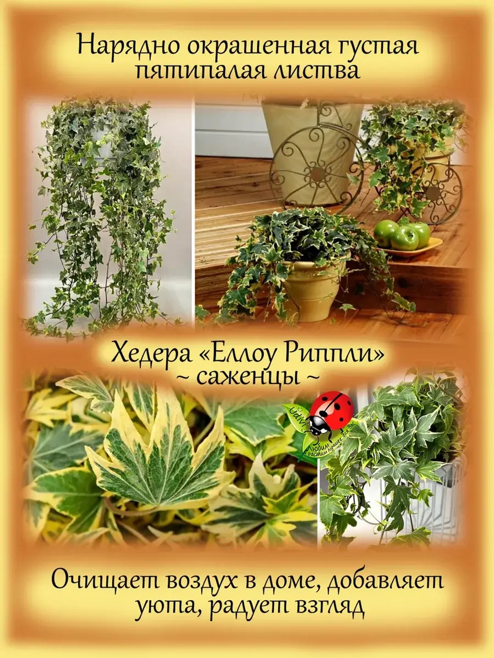 Хедера Еллоу Риппли плющ