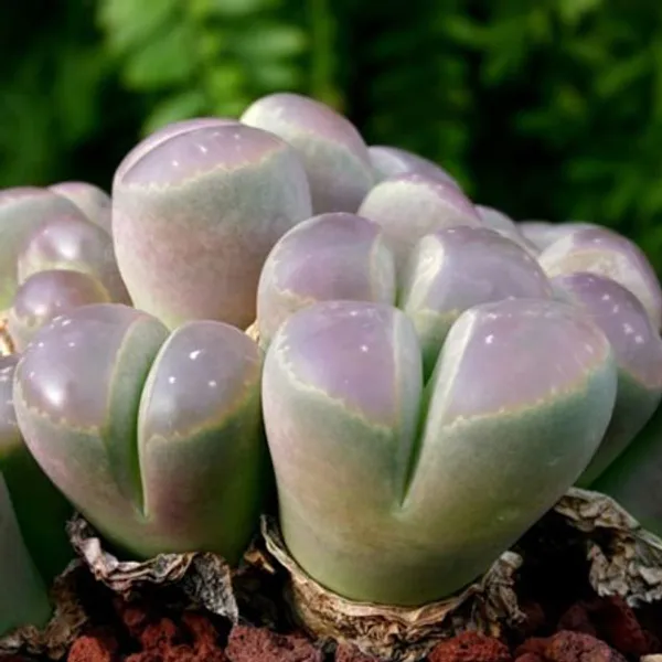 Литопс (Lithops Olivacea c109) Живые камни семена 4 шт