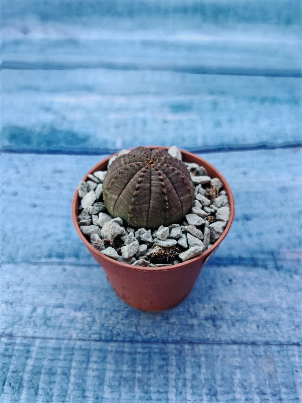 Суккулент Euphorbia Obesa (Эуфорбия)