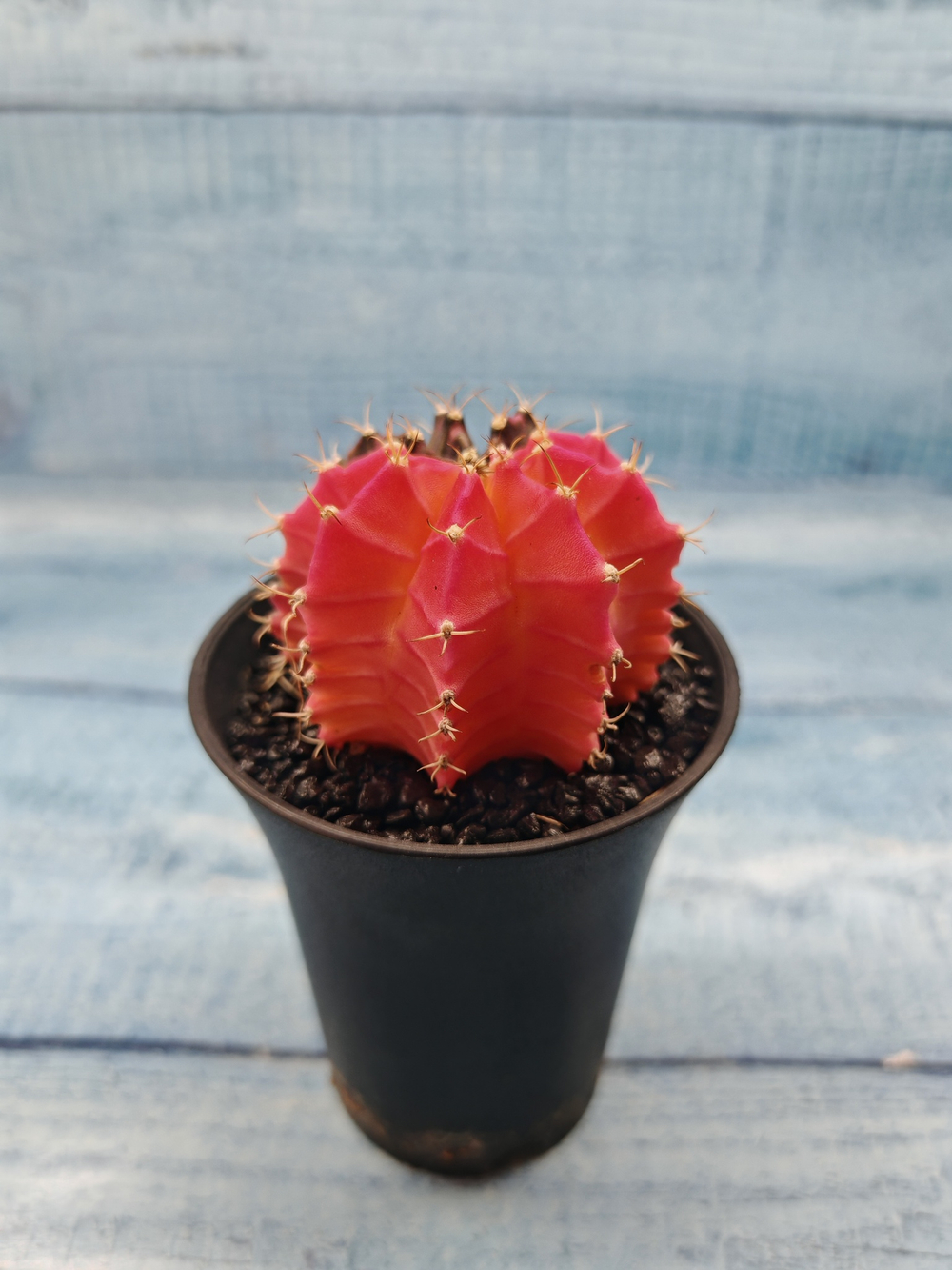 Gymnocalycium Variegata (Гимнокалициум Вариегатный)