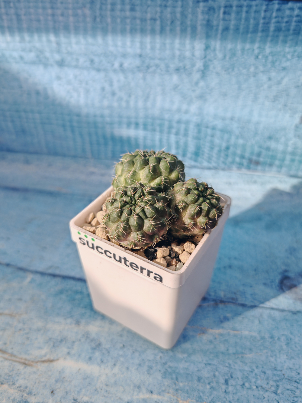 Sulcorebutia Canigueralii (Сулькоребуция)