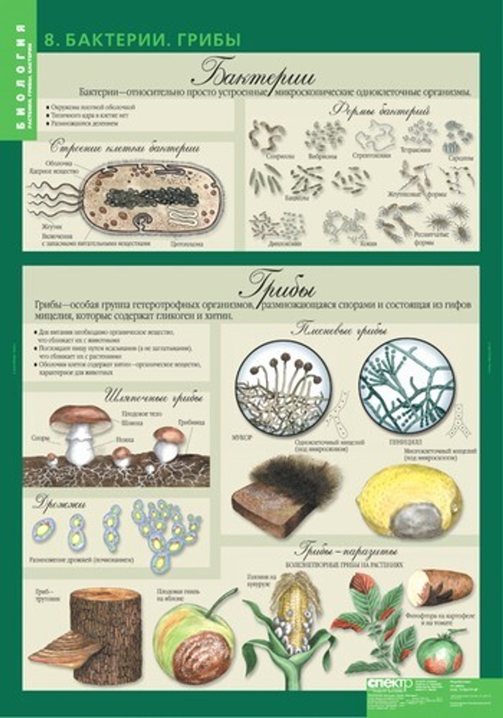 Комплект таблиц "Биология 6 кл. Растения, грибы, бактерии" (14 таб.)