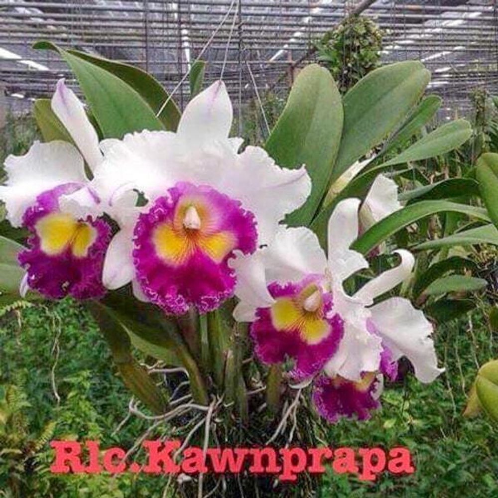 Орхидея ринхолелиокаттлея RLC. KAWNPRAPA