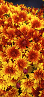 N188 BOREALIE ORANGE