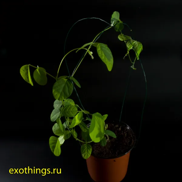 Клитория (Clitoria ternatea)
