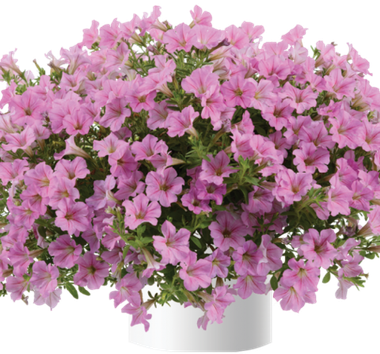 32245 Петуния LITTLETUNIA PINK - горшок 0,5л(P9)