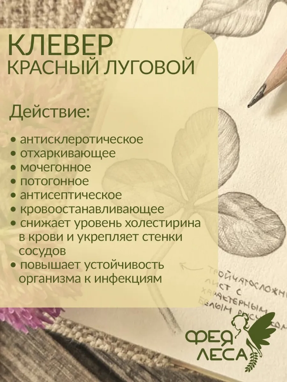 Клевер луговой цветки для здоровья и творчества