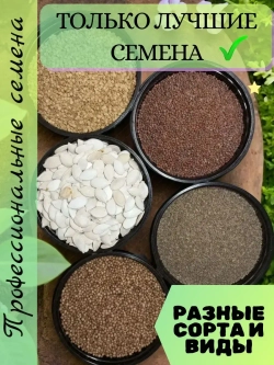 Семена Щавель чемпион 5 (гр)