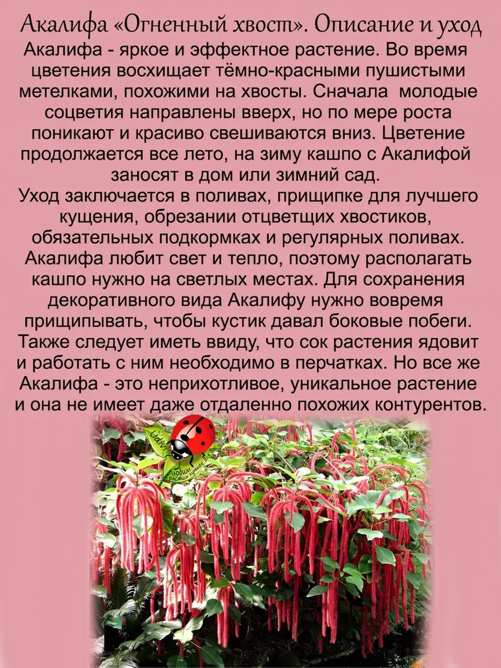Акалифа Огненный хвост