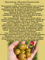 Крыжовник Медовый бесшипный
