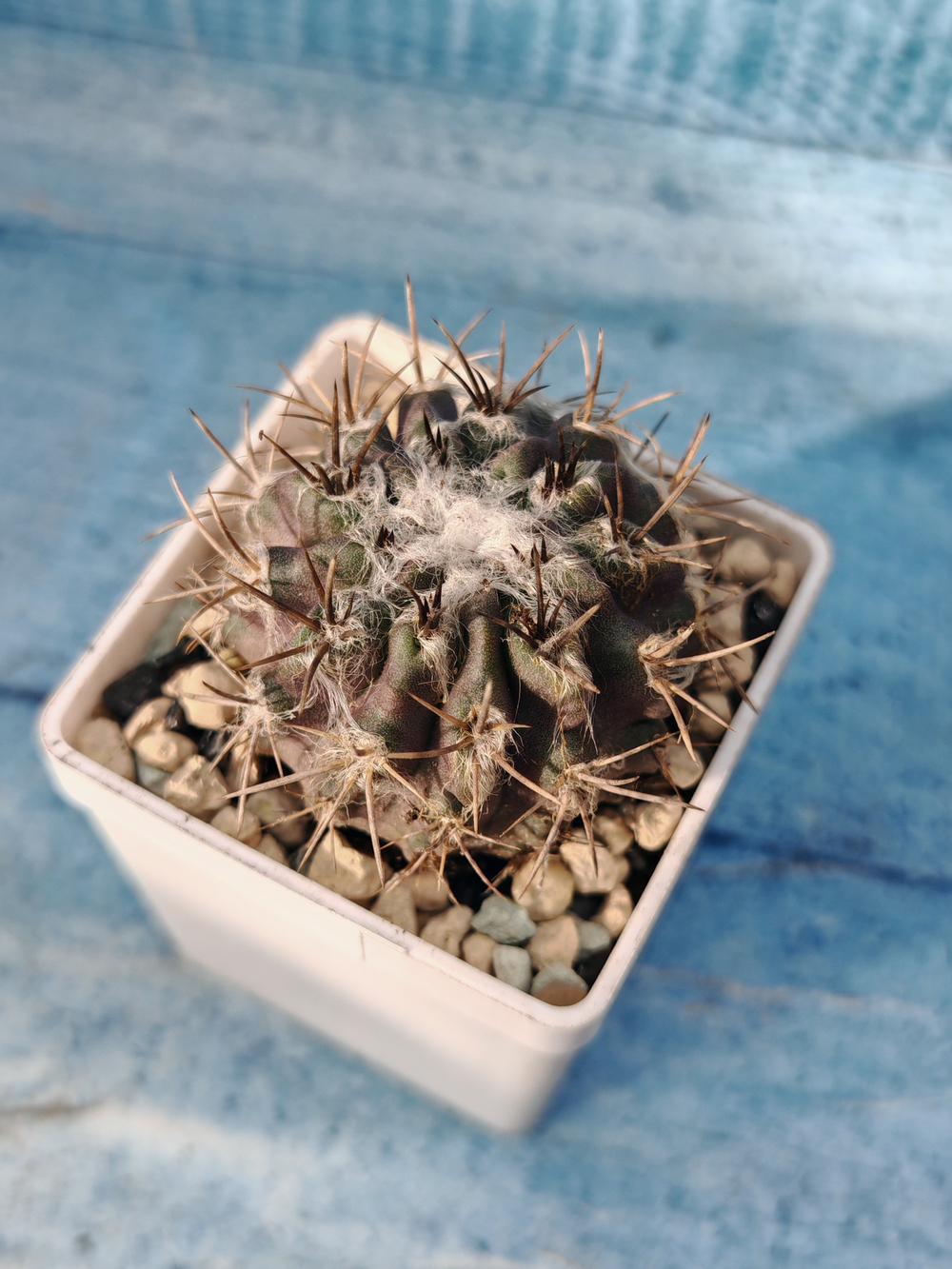 Neoporteria Echinus Flocosa (Неопортерия)