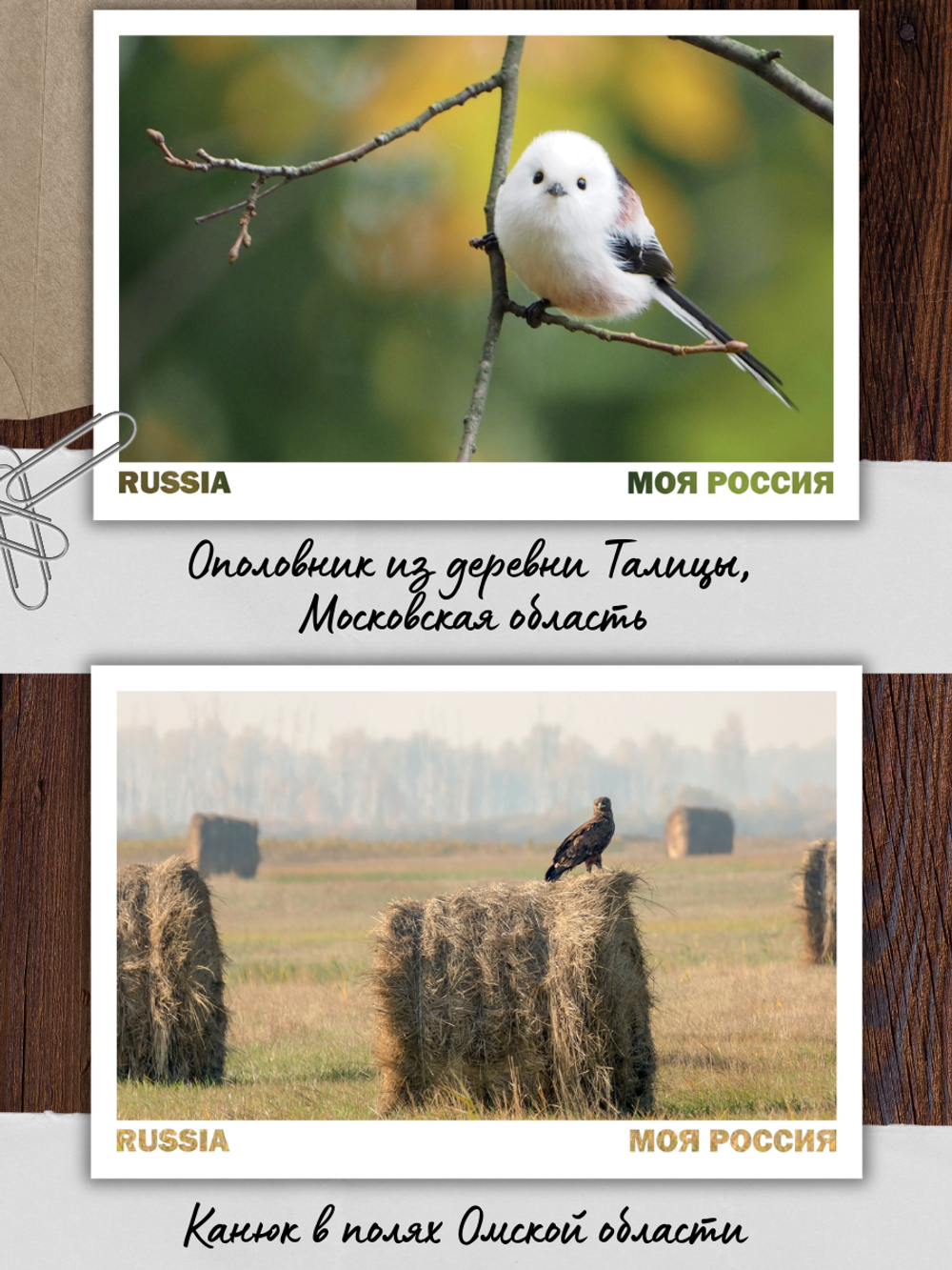 Моя Россия. Птицы