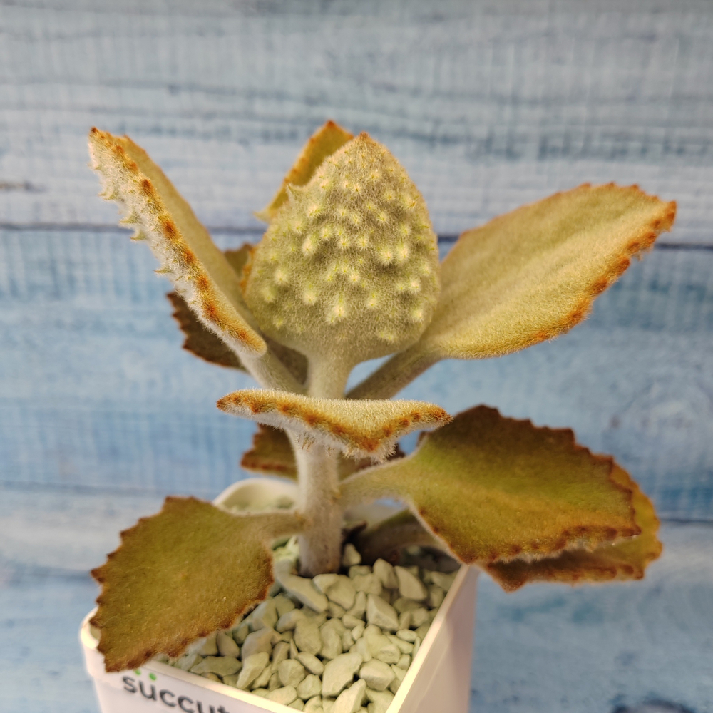 Kalanchoe Beharensis Fang (Каланхоэ)