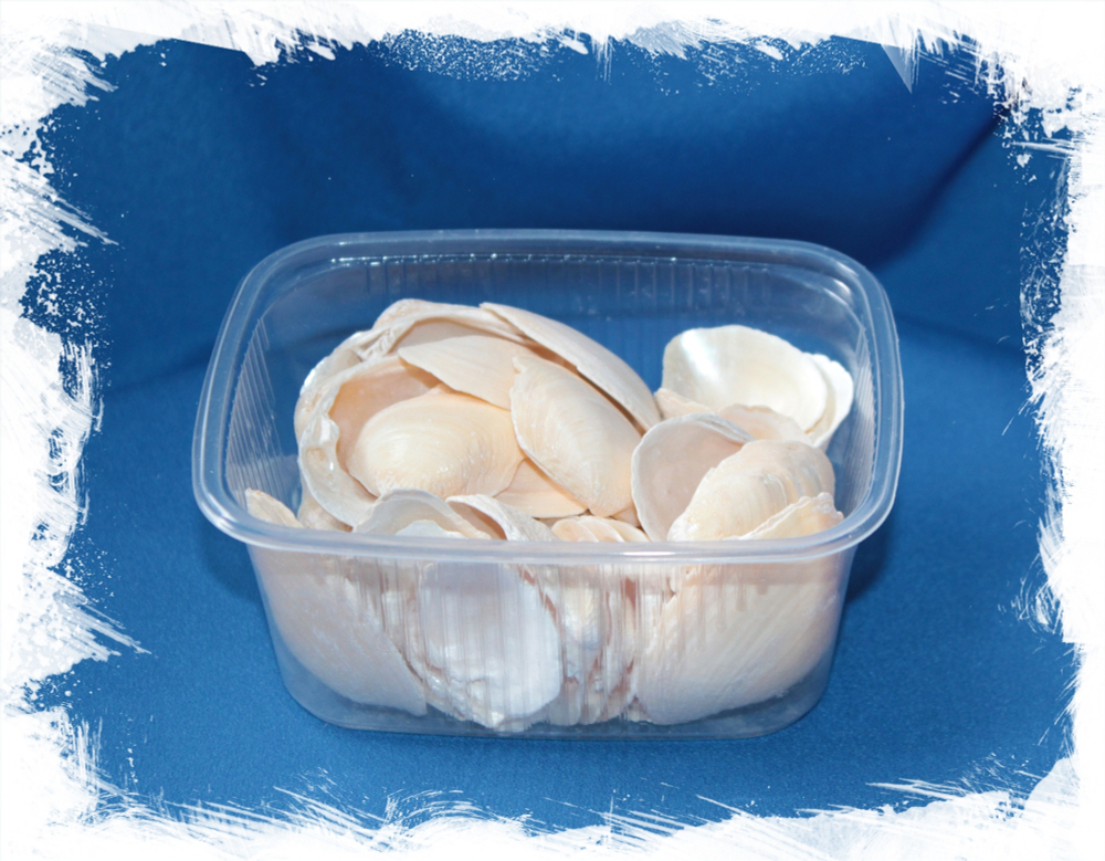 Ракушки Голден Еллоу Клам, 2-4,5см, 100гр, 15шт