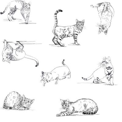 коты на белом фоне