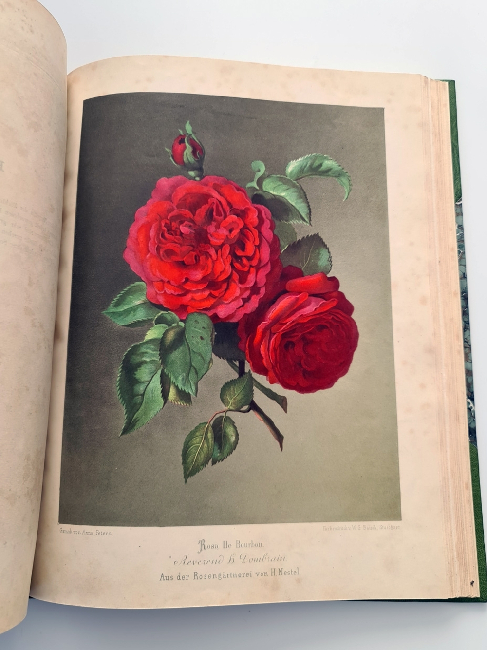 "Nestel`s Rosengarten. [  Сад роз Нестела]". E. Schweizerbartsche Verlagshandlung. 1869г.