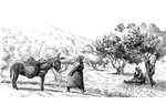 Оливковое масло Cretan Mythos, 1л жесть / Extra Virgin, Греция, Крит.