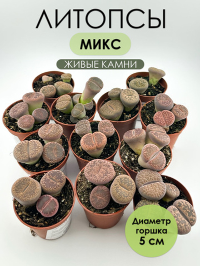 Литопсы Микс