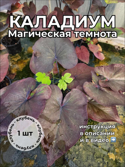 Каладиум "Магическая темнота" клубень