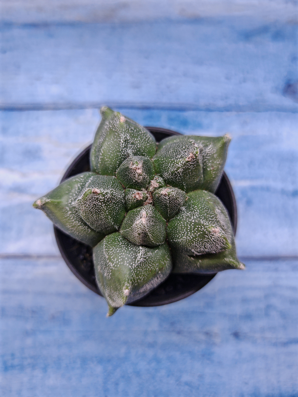 Astrophytum Myriostigma monstrosa (Астрофитум)