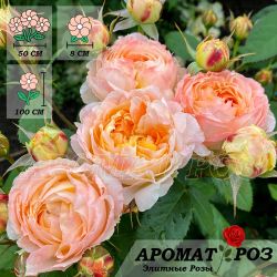Принцесса Айко (Princess Aiko)