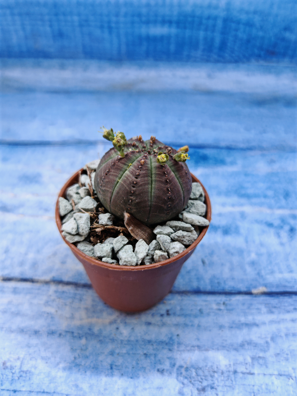 Euphorbia Obesa (Эуфорбия)