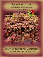Колеус Швейцарское солнце ампельный Свисс саншайн
