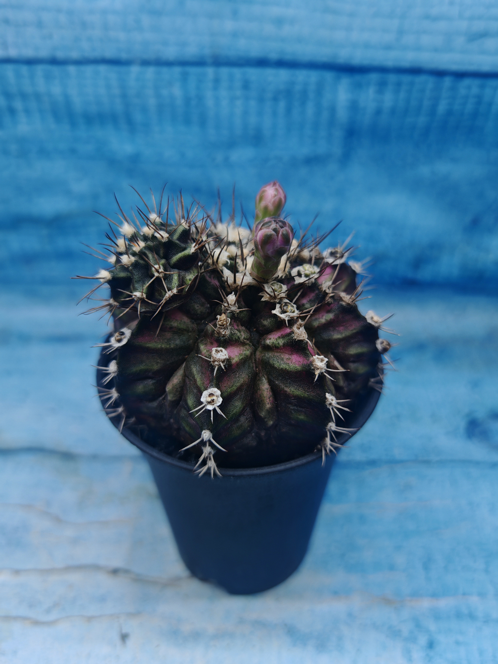 Gymnocalycium T-Rex Pink hybrid (Гимнокалициум T-rex)