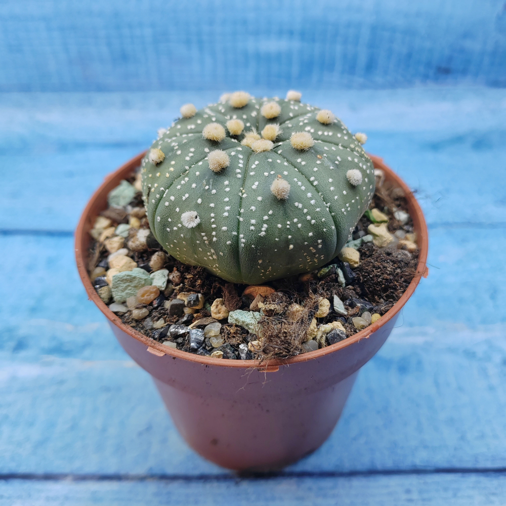 Astrophytum Asterias (Астрофитум)