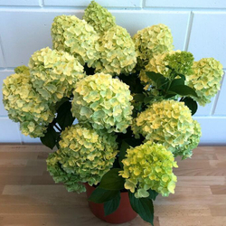 Гортензия метельчатая Гарденлайт Брайтлайт (Hydrangea paniculata Gardenlights Brightlight)