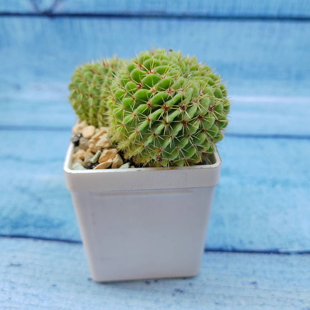 Echinopsis sp. (Эхинопсис)