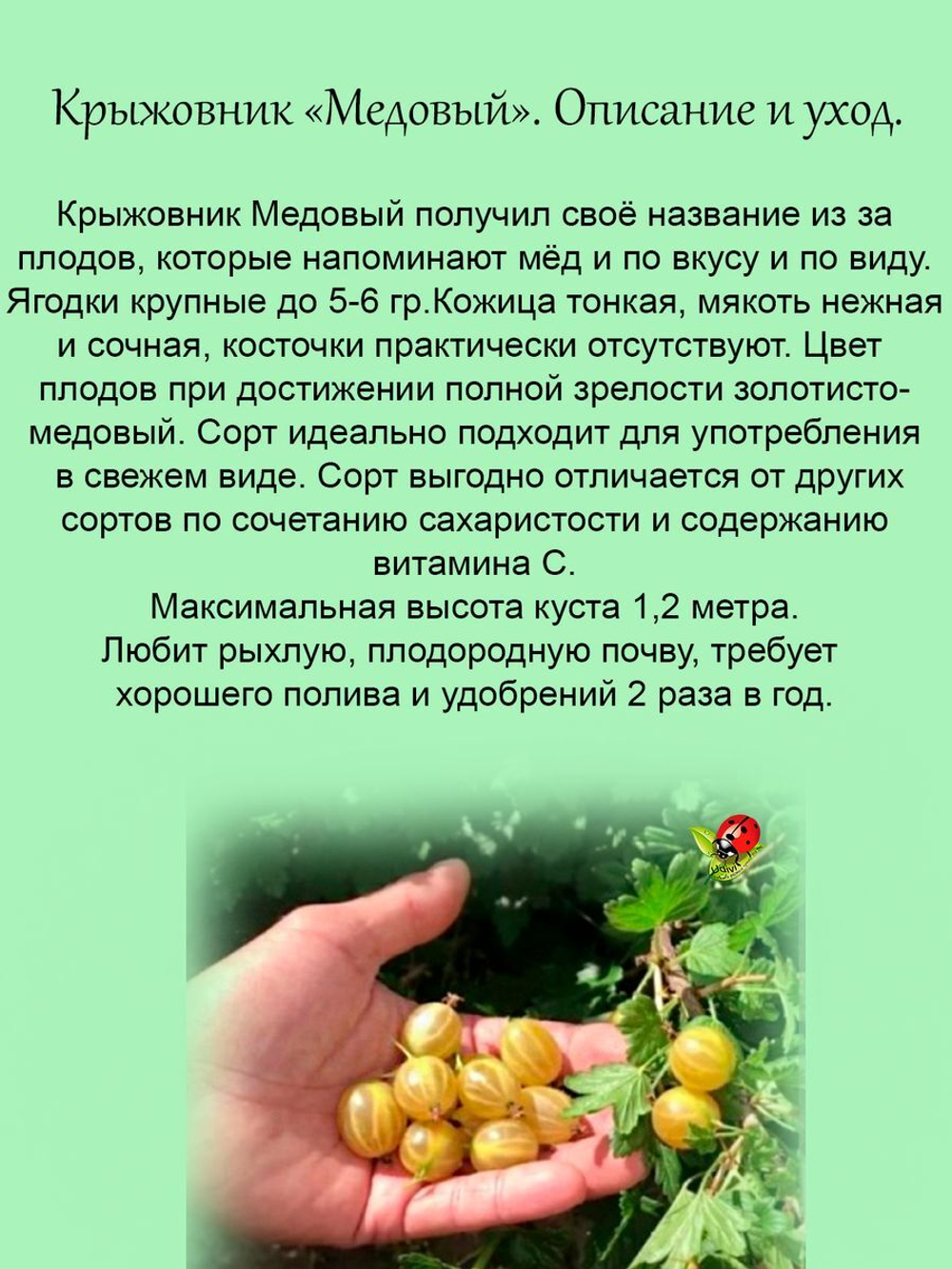 Крыжовник Медовый желтый сладкий