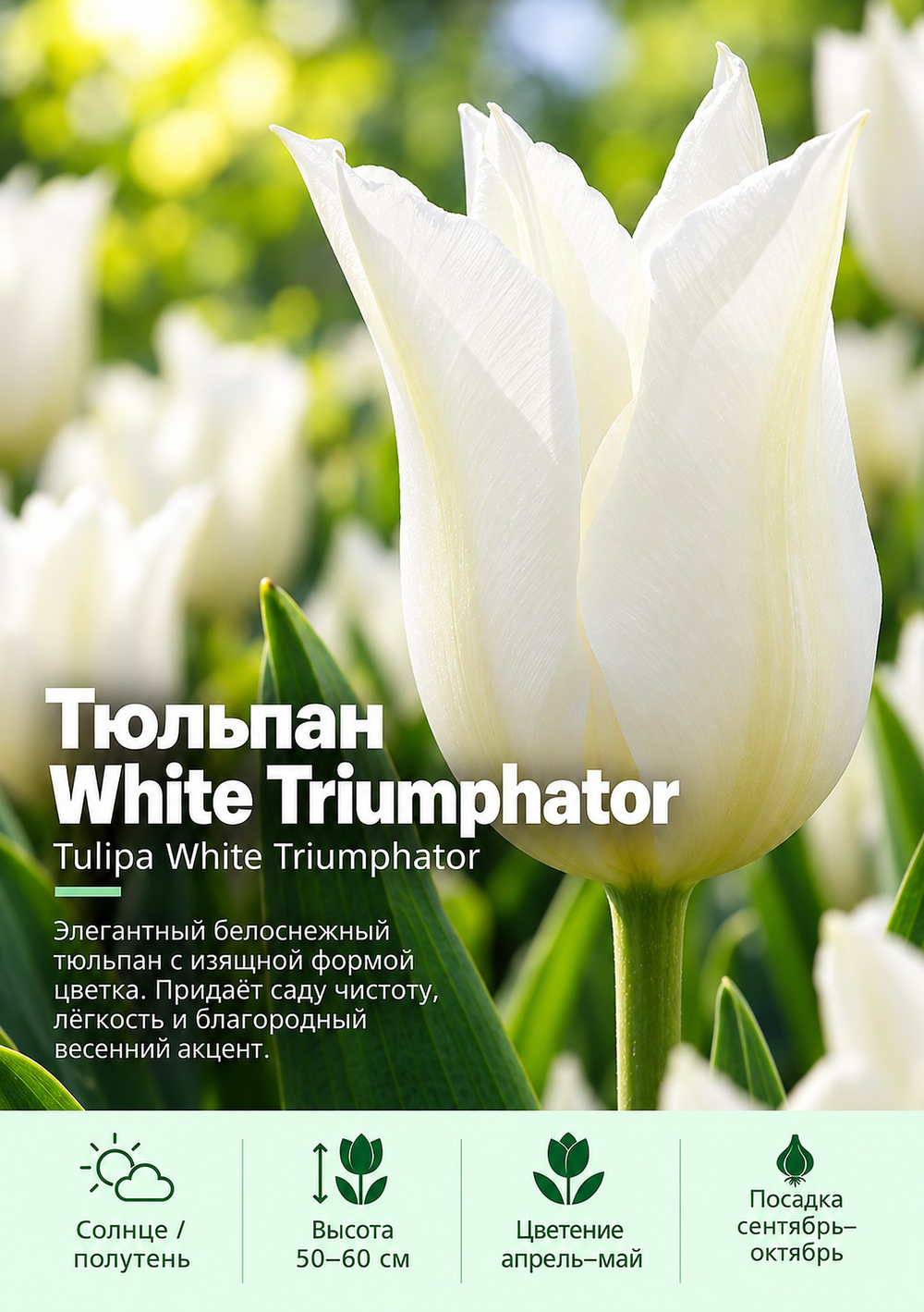 Тюльпан White Triumphator