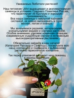 Родохитос Родос лиана
