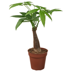 IKEA PACHIRA AQUATICA  (ИКЕА ПАСХИРА АКВАТИСА)  -  Растение в горшке - Пахира Акватика 9 см