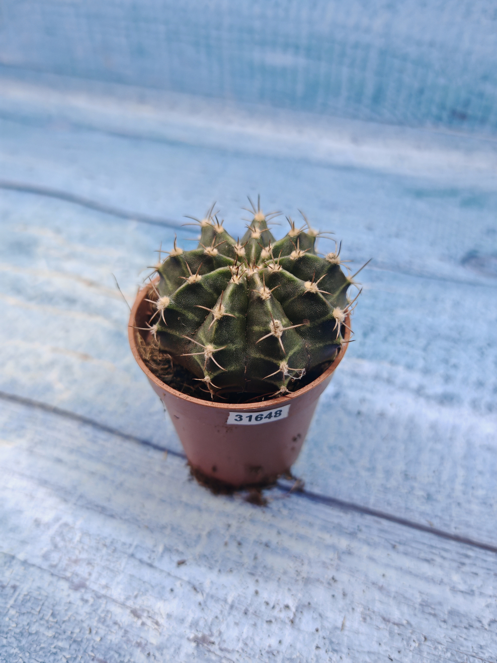 Gymnocalycium Friedrichii (Гимнокалициум)