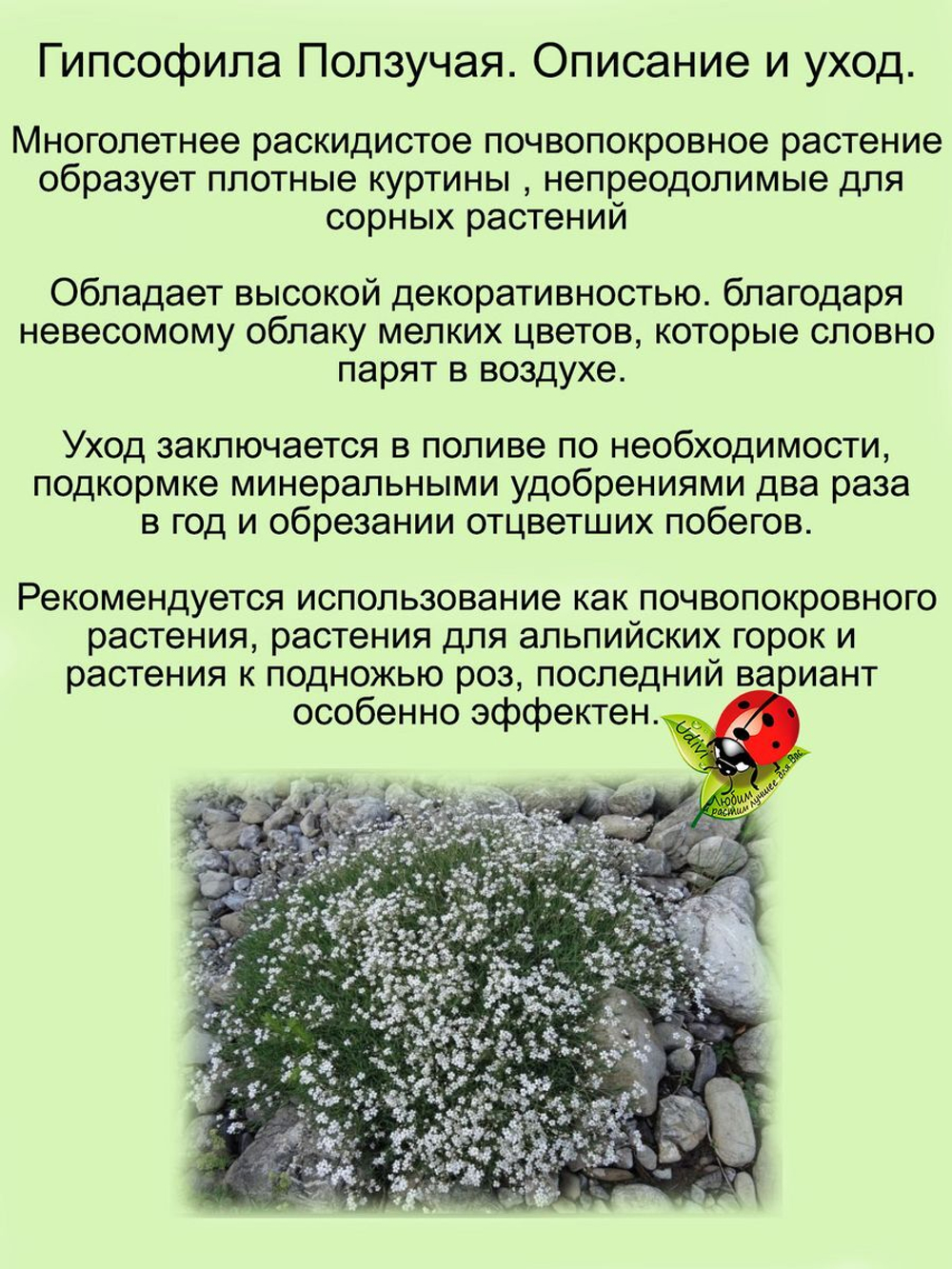 Гипсофила ползучая белая почвопокровная