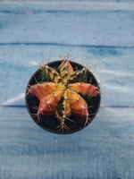 Gymnocalycium Variegata (Гимнокалициум Вариегатный)