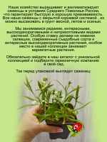 Алиссум вегетативный Сноу Принцесс мощный быстрорастущий