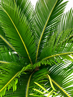palm_leaves_lossless
