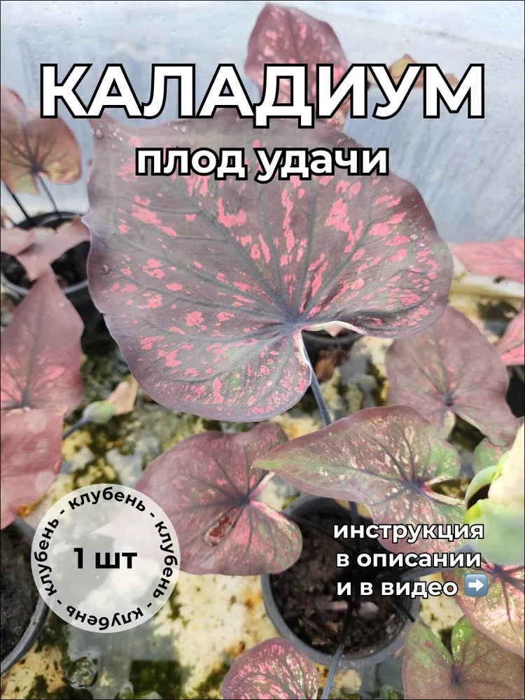 Каладиум Плод удачи клубень