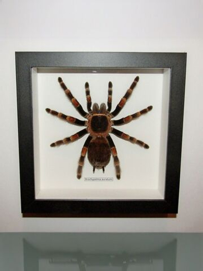 Паук-Птицеяд Brachypelma aurata в рамке