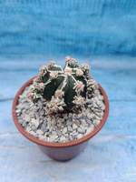 Astrophytum Myriostigma "Hakujo Fukuryu" (Астрофитум)