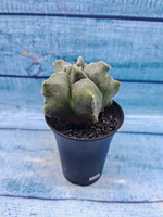 Astrophytum Myriostigma monstrosa (Астрофитум)