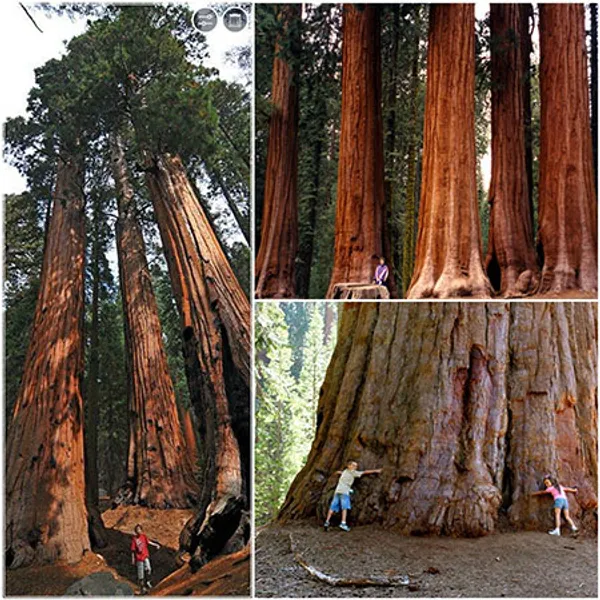 Секвойя гигантская (Sequoiadendron giganteum) 2 шт