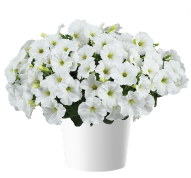 32233 Петуния CAPELLA WHITE IMP. - горшок 0,5л(P9)