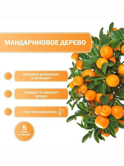 Мандариновое дерево, Мини-мандарин, каламондин ( семена 5 шт х 1 упаковка )